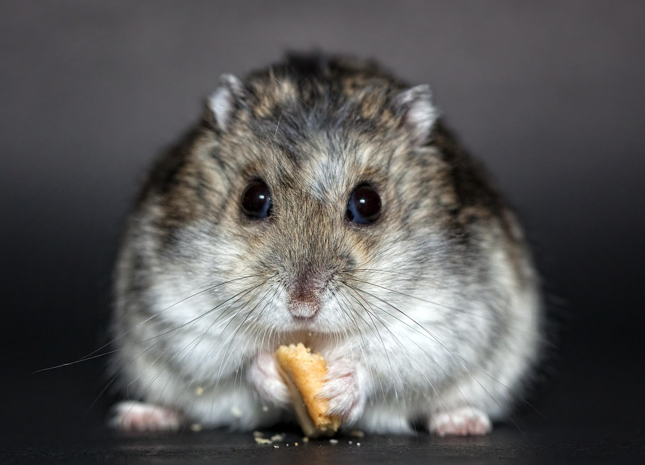 Goldhamster
