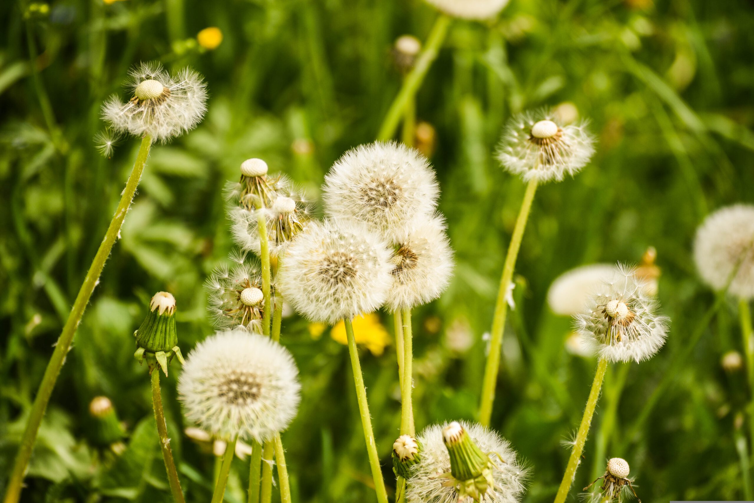 Tipps bei einer Pollenallergie